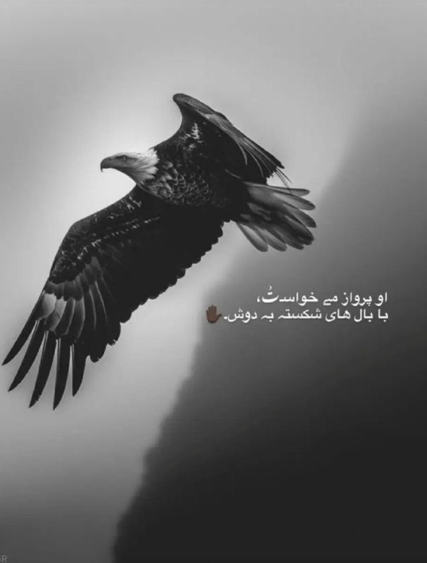 👑 شهر عکس 👑: 💜 @shahreeaks 💜