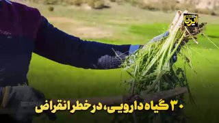 30 צמחי מרפא בסכנת הכחדה