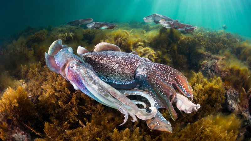 Inked and undercoverGroup of giant cuttlefish in Spencer Gulf, off Whyalla, South Australia (© Gary Bell/Minden Pictures)