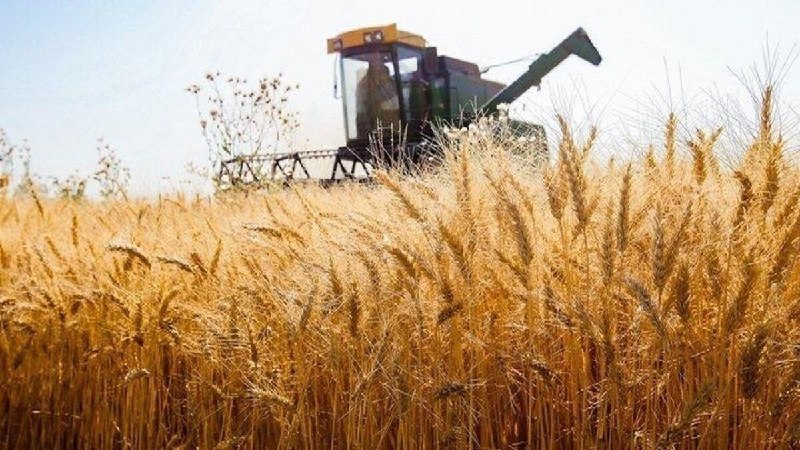 چابک آنلاین: 🌀خرید تضمینی گندم به ۸ میلیون و ۲۰۰ هزار تن رسیدمدیر عامل بنیاد ملی گندمکاران:🔸 با تسریع در روند پرداخت مطالبات حداقل می