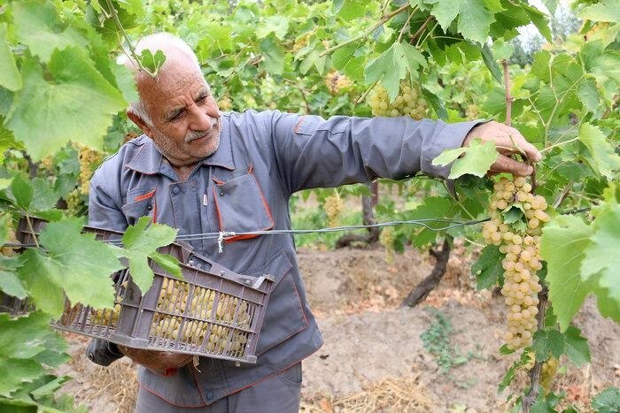 سبلان ما: 🔻پیش‌بینی برداشت ۳۰ هزار تن انگور در مشگین‌شهر🔹بیژن محمودی، مدیر جهاد کشاورزی شهرستان مشگین‌شهر، از پیش‌بینی برداشت حدود