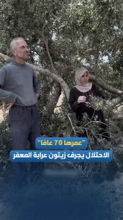 "מה עשית עם עץ הזית הזה"?!