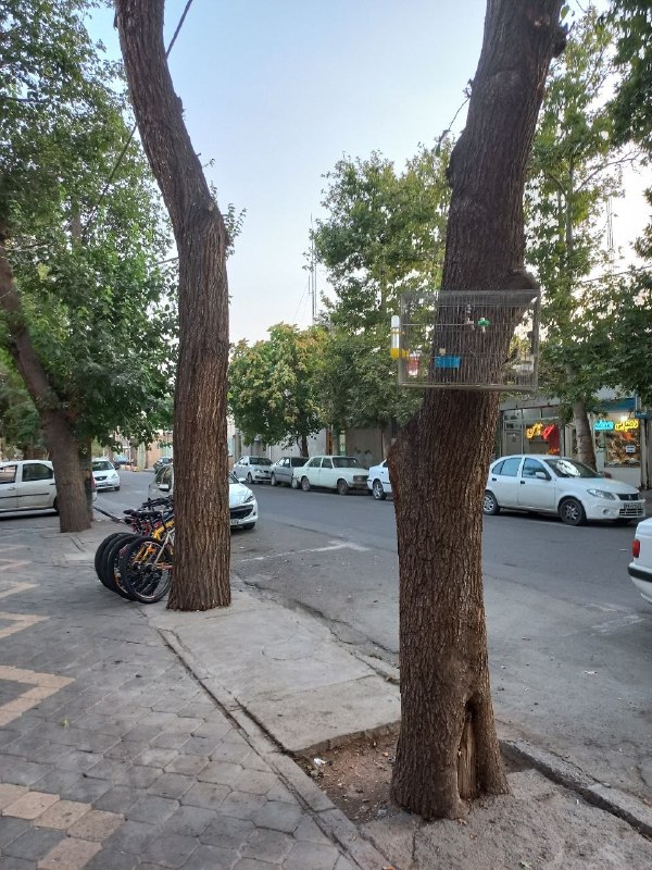 کانال شهرستان خوی: #شما_فرستادیدیکی از شهروندان خوی با ارسال این تصاویر، نسبت به نحوه هرس چهار اصله درخت جوان در خیابان صمدزاده، روبه‌روی ش