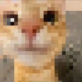 Kot