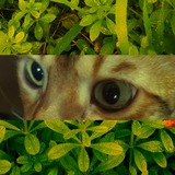 ᄽᄿ𝚠𝚘𝚕𝚏'𝚜 𝚍𝚎𝚗ᄽᄿ²