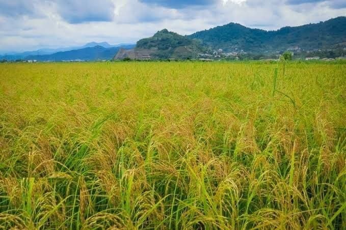 منجیل خبر (منجیل نیوز): 🔷کشت مستقیم #برنج در ۷۰۰ هکتار از شالیزار‌های گیلان🔶رئیس سازمان جهاد #کشاورزی #گیلان از کشت مستقیم برنج در ۷۰۰ هکتار از 