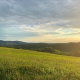 Кукурузное поле ананасов