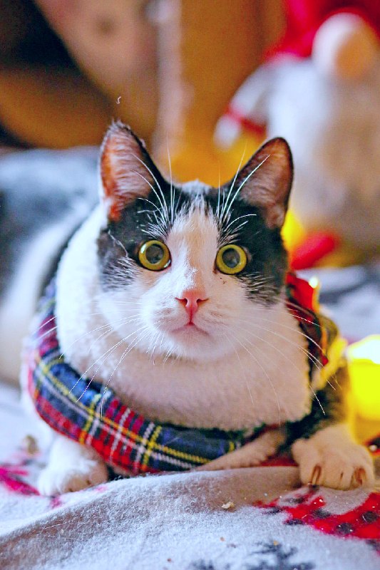 Задорный Ирис и нежная Грета ищут дом — фото 1