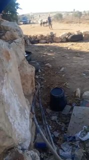 مستوطن يرسل أغناماً لترعى قرب منازل سكان شعب البطم