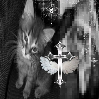 🐈‍⬛
