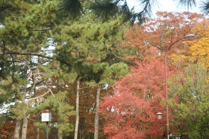 奈良公園賞楓-- 尋訪紅葉與小鹿的美麗邂逅