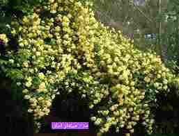 سرای فرزندان ایران.: 🌾 🦁 🍏 🍇 🍎 🌾 🌻 🔷 امروز؛ 🔆 🕊 🔆🟢 بہ 🌞روز پیروز و فرخ 🌞روز: (#زامیاد_امرتات) و 🦁#امرداد 🌖ماه. بہ سال ۳۷۶۴ 🔥مزدیسنی.۳۷۶۴ / ۰۵