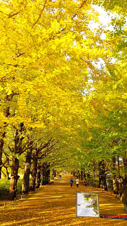 昭和記念公園賞銀杏