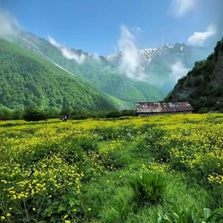 پایانه گل و گیاه ایران🪷