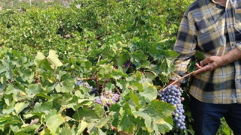 اخبار جاجرم: 📣 آغاز فصل برداشت انگور در باغات روستای دربند سنخواست🔷برداشت انگور از باغات روستای «دربند» در بخش سنخواست آغاز شد. با تو