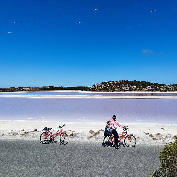 Rottnest Island   處處是驚奇