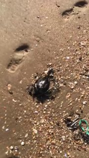 Более 800 птиц пострадали из-за нового выброса нефти в Черном мореНа прошлой неделе в результате нового выброса нефтепродуктов в Черном море вблизи Анапы пострадали и погибли более 800 птиц. Об этом сообщил глава организации «Зеленый патруль» Роман Пукалов