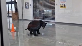 И к действительно важным новостям. Медведь пробрался в ТЦ на военной базе на Аляске, украл персик, навалил кучу и ушел.