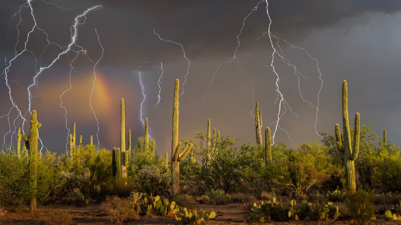 Guided by the weatherLightning storm over saguaro cacti, Sonoran Desert, Arizona (© Jack Dykinga/Nature Picture Library)