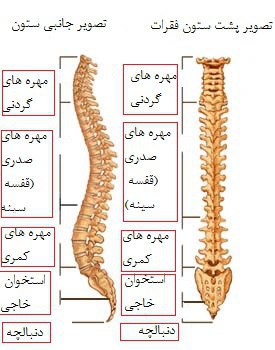 ❤️ حریم عشق ❤: ستون فقرات