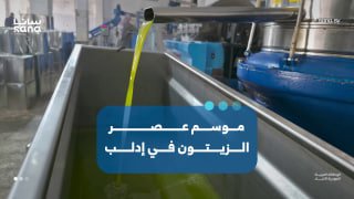 מפרי לשמן...תחילת עונת כבישת הזיתים באזור הכפרי של אידליב.