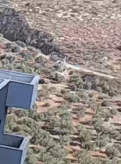 قوات الاحتلال تجرّف طريقاً التفافياً في زواتا بنابلس