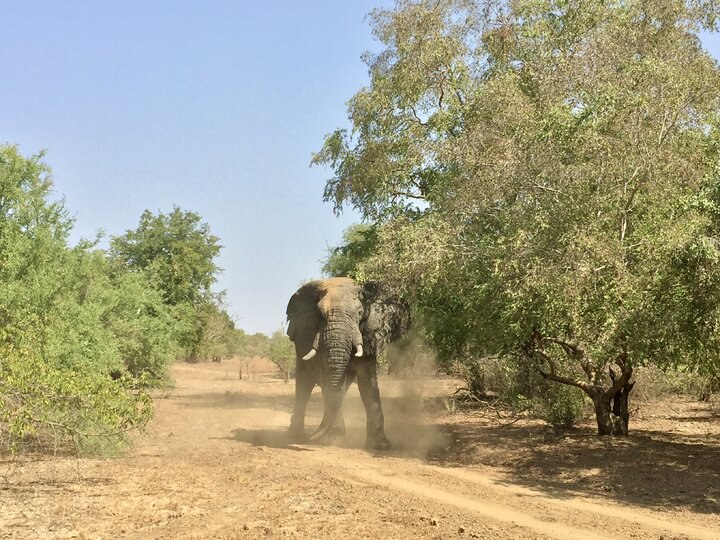 Zakouma｜查德第一座國公園