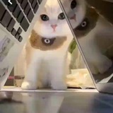 jsh