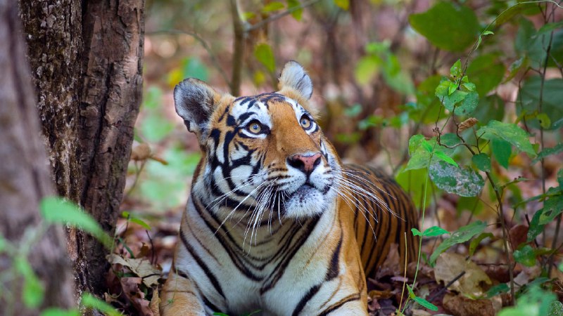 The jungle queenFemale Bengal tiger, Kanha National Park, India (© Axel Gomille/Nature Picture Library)