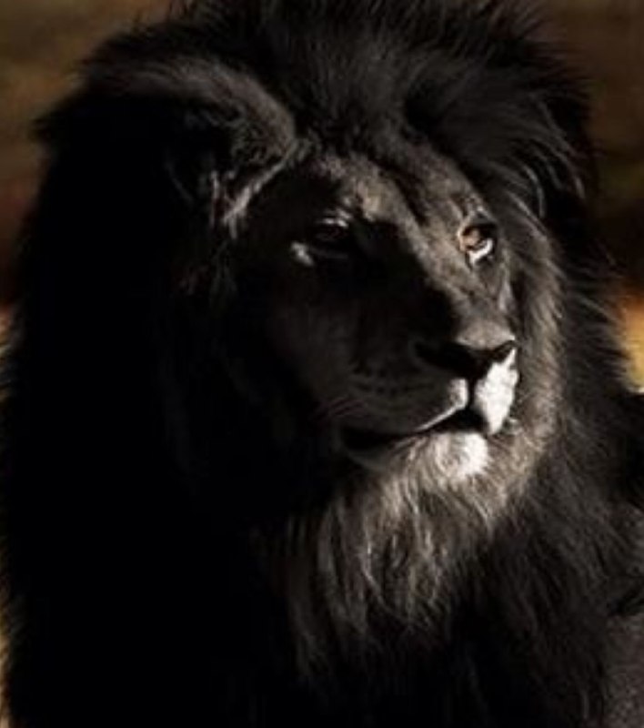 عرفان: شیر سیاه عشق تو می کَند استخوان من....@erfanchanell