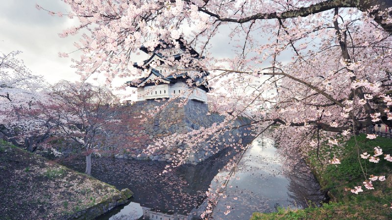 Where power residesHirosaki Castle with cherry blossoms, Hirosaki, Japan (© Glenn Waters/Getty Images)