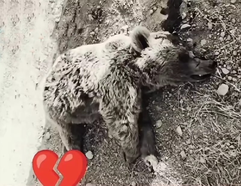 کانال خبر ویژه 💯: 🔺خرس معروف تبریز که با کوهنوردای کوه سبلان هم سفره میشد و باهاشون غذا میخوردجنازش امروز پیدا شد که توسط چند شکارچی کشته 