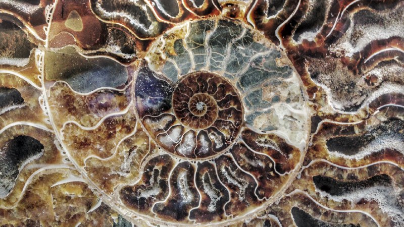 Nature's secret codeAmmonite fossil from Madagascar (© ThomasLENNE/Shutterstock)