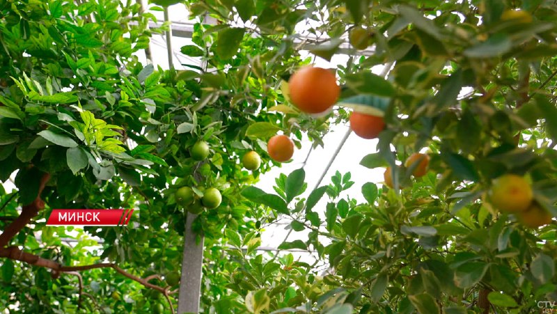 לימונריום ייפתח לקהל בגן הבוטני המרכזי של מינסק האוסף כולל למעלה מ-120 פריטים.