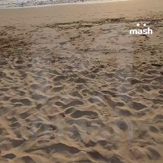 Нефтяные пятна достигли популярных пляжей Шри-Ланки после попадания иранских "Шахедов" по танкерам в Персидском заливе.Туристы рассказали Mash, что сгустки мазута появились в окрестностях деревни Бентота, в том числе на "Парадиз-бич" и "Бентота-бич". Зайти