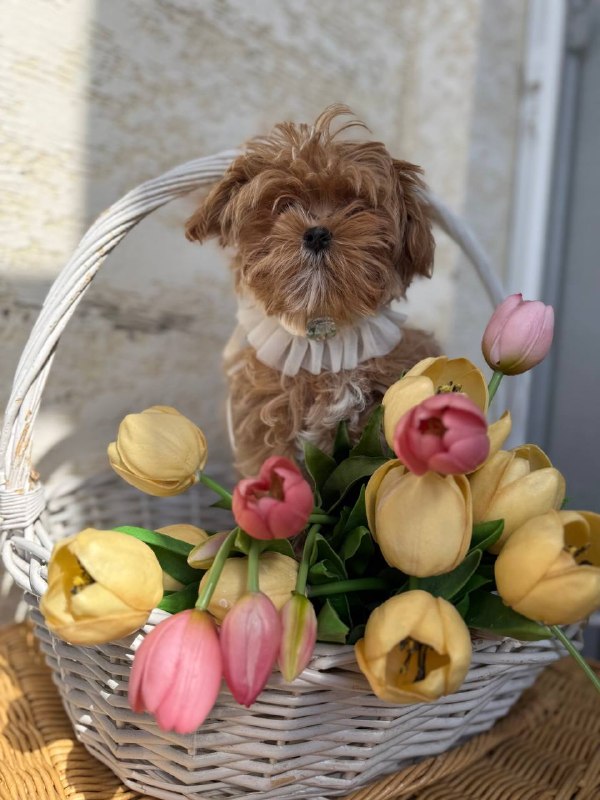 Корейские мальтипушки — фото 1