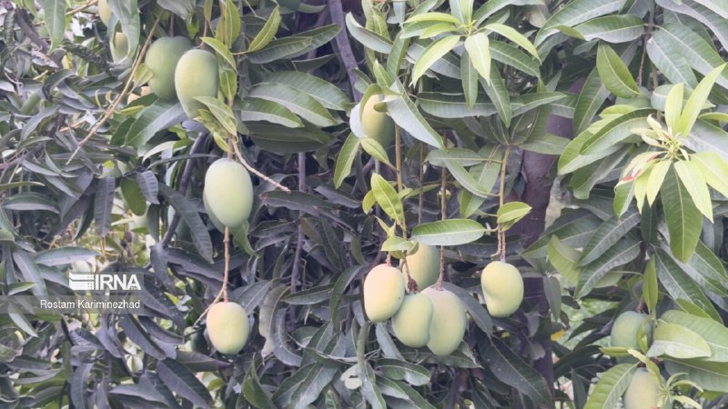 יותר מ-16 אלף טון מנגו נקצרו בסיסטאן ובבלוצ'יסטן
