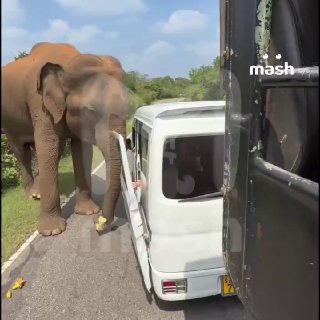 Дикий слон едва не растерзал российских туристов на Шри-Ланке — он вырвал дверь и попытался перевернуть автомобиль, внутри была семья из Казани. По данным Mash, люди остановились покормить слонов фруктами — один из троих животных отреагировал агрессивно, ч