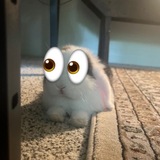 : кролики кф >_< .. 𓌔‌