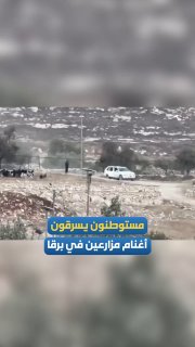 משהד מתעד מתנחלים גונבים כבשים מחקלאים פלסטינים מהכפר ברקה, מזרחית לרמאללה
