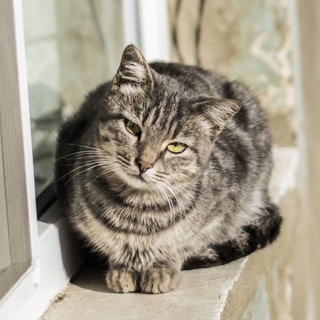 Cat Tube Telegram Group Link