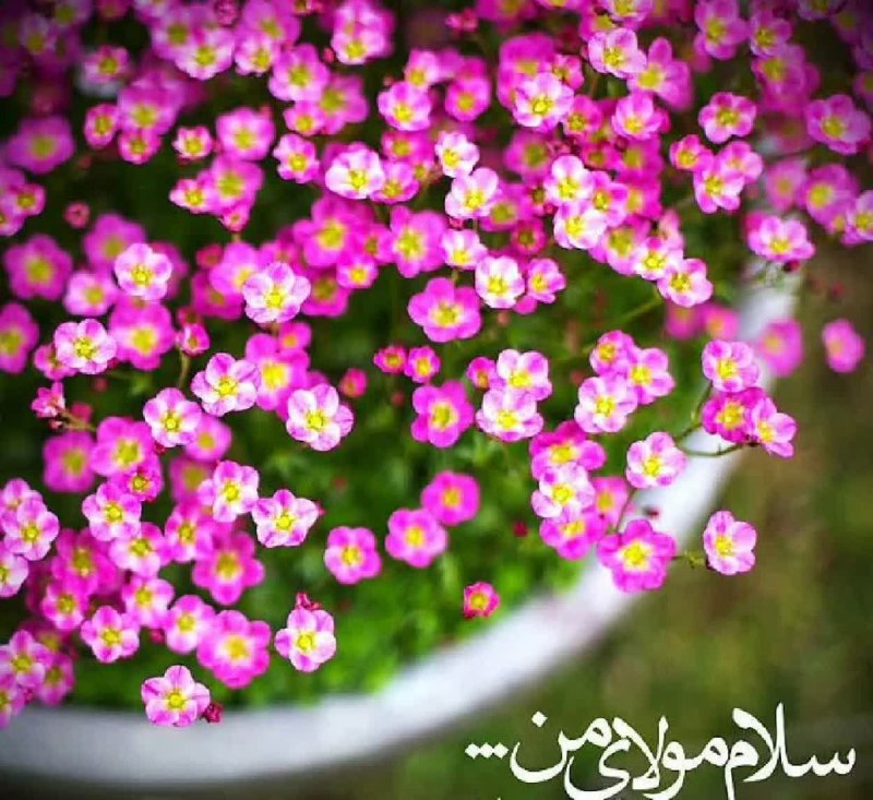 ࿐჻ᭂ⸙💚عشقم‌امام‌زمان🇮🇷𖥓⸙჻ᭂ: #سلام_مولای_من✋🏻🌸زیباترین رؤیایمان،تعبیرخواهدشد روی عزیزفاطمہ ،تصویرخواهدشد ...این جملہ بردیوارکعبہ ،حک شدازدیرین روزِظه
