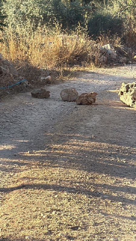 רשת חדשות ירושלים