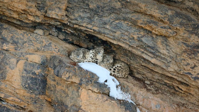Snow much loveSnow leopard with her cubs, Spiti Valley, Cold Desert Biosphere Reserve, India (© Oriol Alamany/naturepl.com)