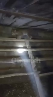 לינקס תקף תרנגולות בכפר פטרופבלובקה שבאזור אקטובה ב-30 באוקטובר דווח כי בכפר פטרופבלובקה שבאזור אקטובה גילה…