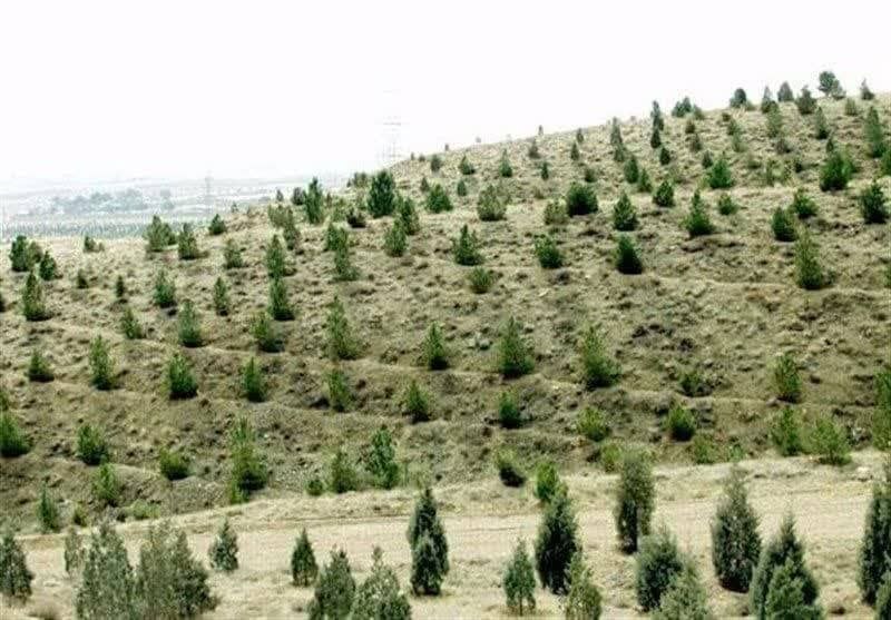 Iran Agriculture News: 🔰В Иране площадь искусственных лесов в Хамадане достигла 6 тысяч гектаров 🔸В иранской провинции Хамадан создано около 6