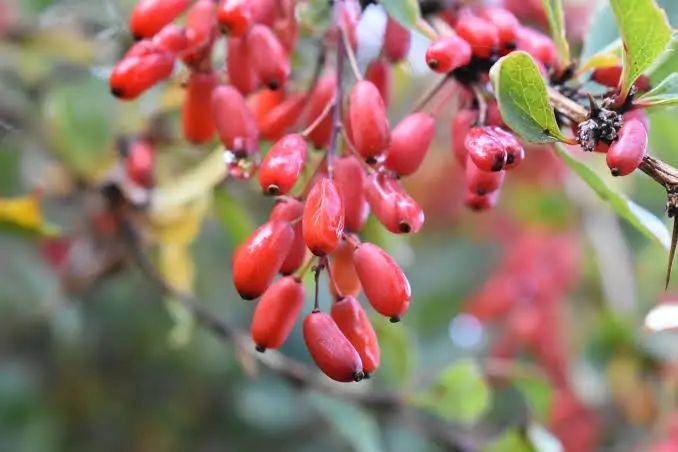 🩺کانال رسمی دکتر مهدی فهیمی، محصولات مورد تایید دکتر فهیمی|دکترطسام: 🍒 خواص فوق‌العاده زرشک در یک نگاه🌿 پاکسازی قوی کبدزرشک یکی از بهترین دتوکسرهای طبیعی برای کبد چرب و دفع سموم بدنه.💉 کاهش