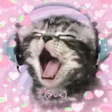 kitten lovers club