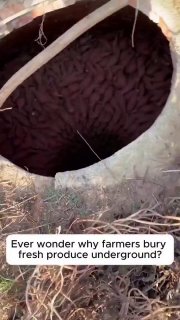 This is the approach smallholder farmers use to store their produce without electricity.Did you know? 🎓
