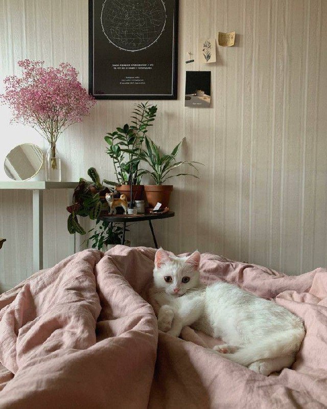 Очередная порция пушистых друзей в интерьере Please open Telegram to view this post VIEW IN TELEGRAM - изображение 9 - telegram, view, очередная